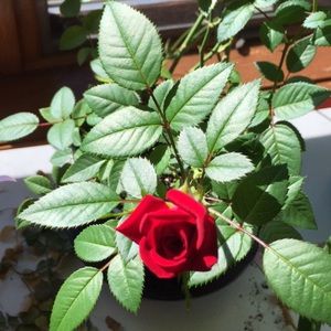 Meet your Posher, Alondra